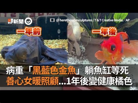 黑牡丹金魚